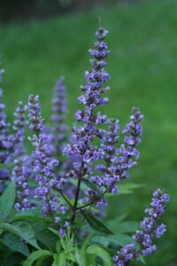 Vitex 'Blue Diddley' (Spring Meadow Nursery)
