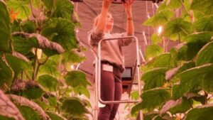 European Research Project Aims to ID Plant Light Capture