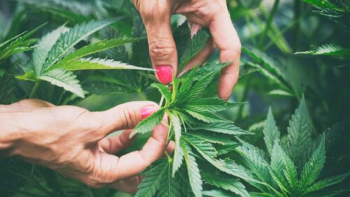 How a Reliable Supply Chain Plan Can Aid Your Hemp Business