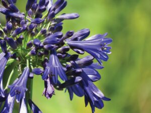 Agapanthus 'Straight A Blue Bayou' (Star Roses and Plants)