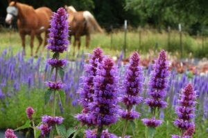 Agastache 'Blue Boa' (Terra Nova Nurseries)