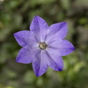 Campanula 'Cariboo Blue' (Syngenta Flowers)