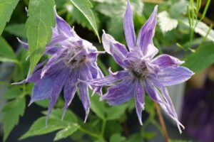 Clematis 'Sparky Blue' (Spring Meadow Nursery)