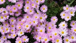 Allan Armitage: Amidst Change, Opportunities Are Opening for Greenhouse Growers