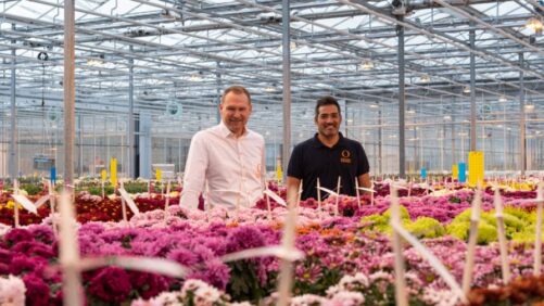 Dümmen Orange Moves Mum Breeding Facilities, Adds Retail Project Manager