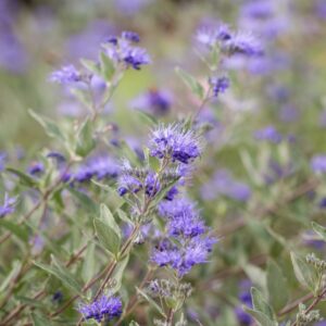 First Editions Sapphire Surf Bluebeard (Bailey)