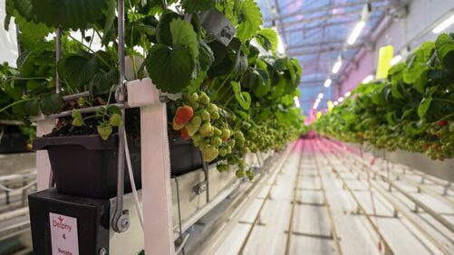 New Research Shows Benefits of Growing Strawberries Under Lights