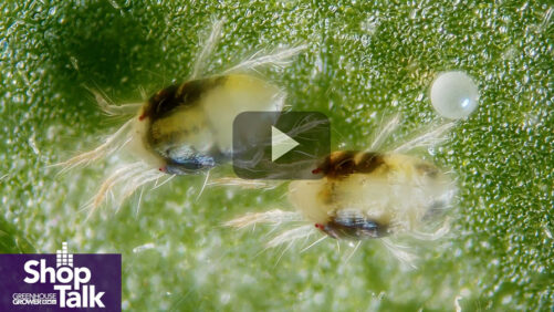 Greenhouse Technology Innovations Driving Cannabis Production