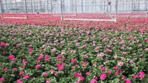 How You Can Save on Labor With Plant Growth Regulators