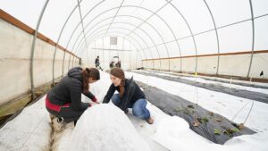 Are High Tunnels a Profitable Investment? New Research Aims to Find Out