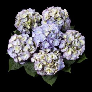 Hydrangea 'Kanmara Lilac' (Ball Ingenuity)