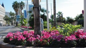 Today’s Cyclamen Take the Heat