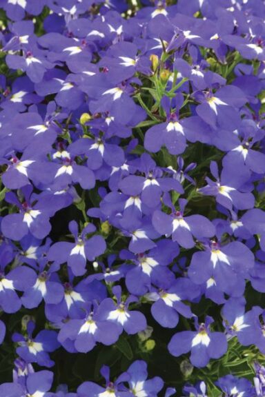 Lobelia 'Hot Brilliant Blue' (Westhoff)