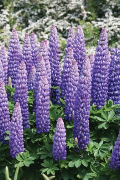 Lupin 'Persian Slipper' (Must Have Perennials)