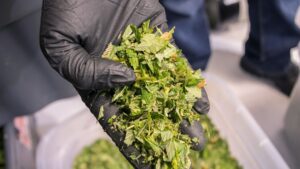 A Guide to Good Manufacturing Practices for Cannabis Growing