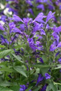 Nepeta 'Prelude Purple' (Darwin Perennials)