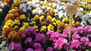 Online Nutrient Management Course Will Tackle Plant Health Problems and Solutions