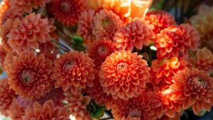 How Age Affects Consumer Flower Purchasing Habits