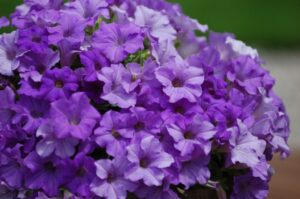 Petunia 'Surfinia Heavenly Blue' (Suntory Flowers)