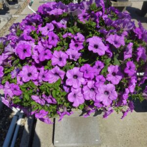 Petunia 'Tea Light Violet' (Beekenkamp)