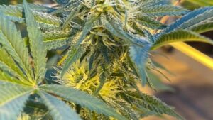 Tips to Improve Your Cannabis Business for Maximum Profits