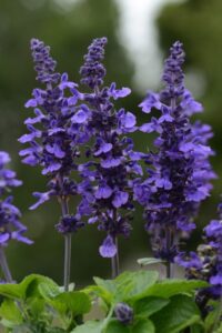 Salvia 'Mysty' (Ball FloraPlant)
