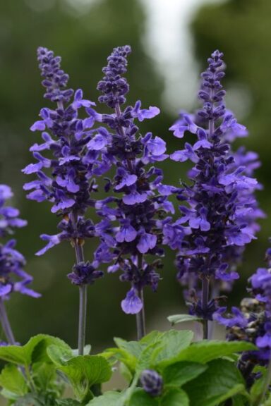 Salvia 'Mysty' (Ball FloraPlant)