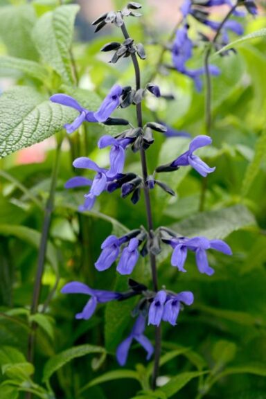 Salvia 'Nectar Blue' (Southern Living Plant Collection and Sunset Plant Collection)