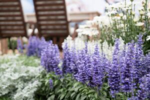 Salvia 'Sallyfun Deep Ocean' (Danziger)