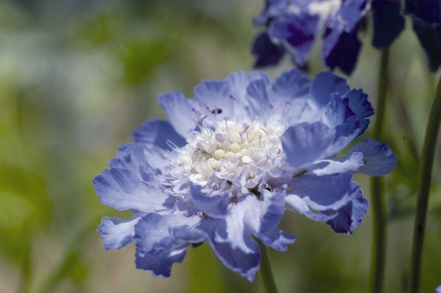 Scabiosa 'Fama Blue' (Ernst Benary of America)