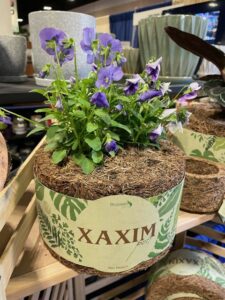 Xaxim Sustainable Planters (Biofink, LLC)