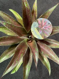 Mad About Mangave – ‘Mission to Mars’ (Florida Tropiculture)