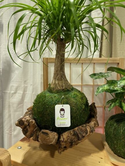 Expanded Plant Varieties in Kokedamas and Display Ideas (Kazumi Garden)