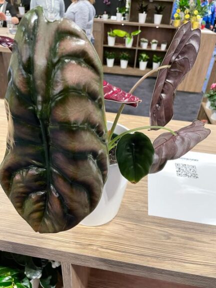 Alocasia curpea ‘Red Secret’ (Northland Floral Inc.)