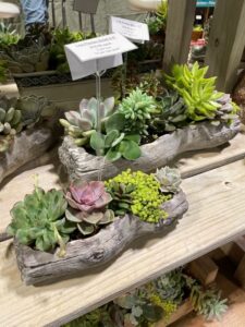 Assorted Succulent Planters (Pope’s Plant Farm)
