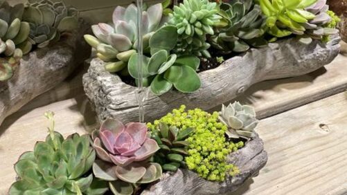 Tips on Nutrient Monitoring in Succulents