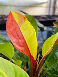 Philodendron ‘Red Moon’ (R & D Nurseries, Inc.)