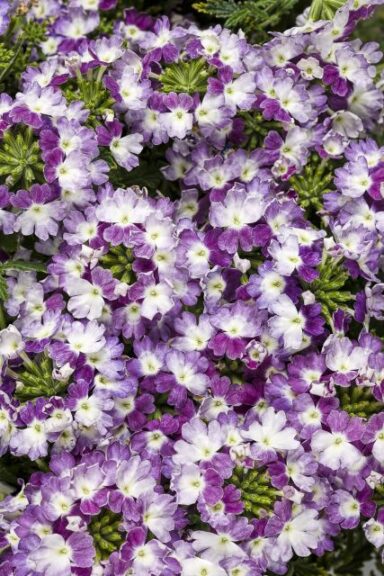Verbena 'Superbena Sparkling Amethyst' (Proven Winners)