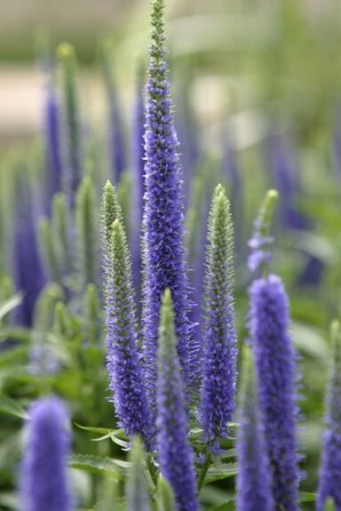 Veronica 'Royal Candles' (Emerald Coast Growers)