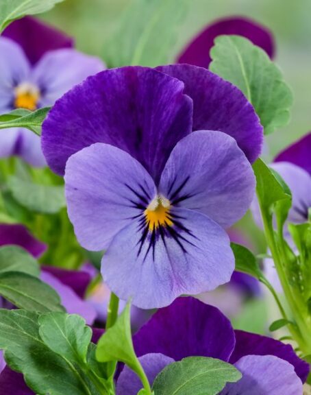 Viola 'Corina Violet Flare' (Hem Genetics)