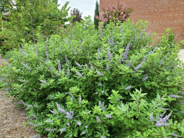 Vitex 'Summertime Blues' (Plants Nouveau)