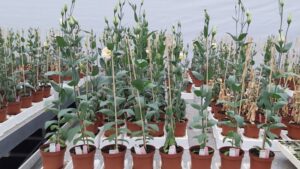 Using Biorationals for Management of Soilborne Diseases