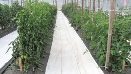 Cultural and Chemical Options for Managing Diseases in Greenhouse Tomatoes