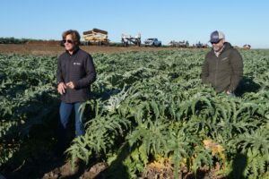 Laguna Mist Ranch Produces Organic Artichokes