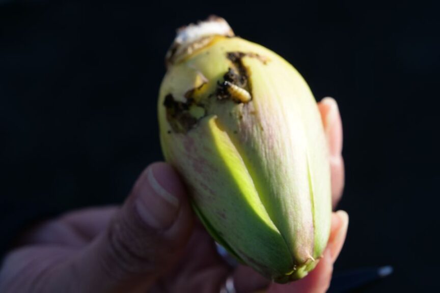 A Plume Moth Larvae on an Artichoke
