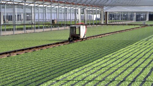 Getting Up Close with Biocontrols in the Field