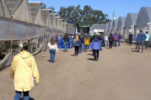 Controlling Weeds Also Helps Control INSV