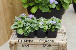 Ageratum 'Kona Blue' (Hem Genetics)