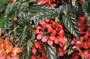 Begonia 'Citizen Cane Pink' (Green Fuse Botanicals)