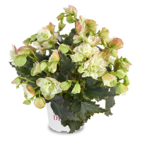 Begonia 'Dreams Frivola Magic' (Beekenkamp)